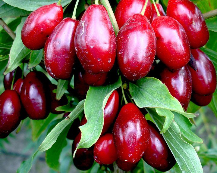 جشنواره زغال اخته
